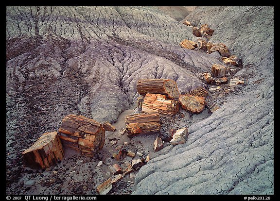 Petrified logs in Blue Mesa. Petrified Forest National Park (color)