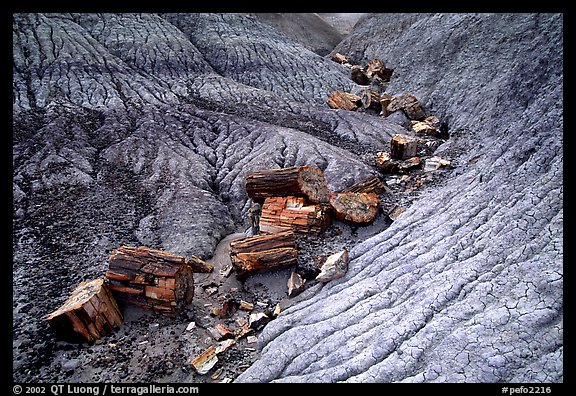 Petrified logs in Blue Mesa. Petrified Forest National Park (color)