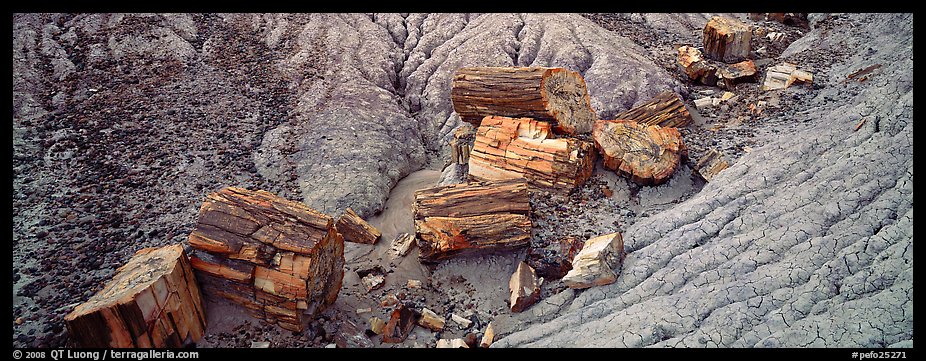 Petrifed logs in badland folds. Petrified Forest National Park (color)