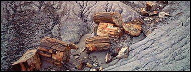 Petrifed logs in badland folds. Petrified Forest National Park (Panoramic color)