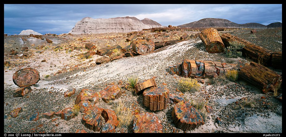 Colorful sections of petrified wood. Petrified Forest National Park (color)