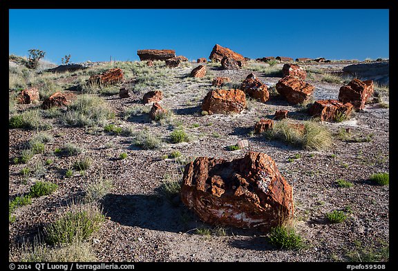 Giant Logs, Rainbow Forest. Petrified Forest National Park (color)