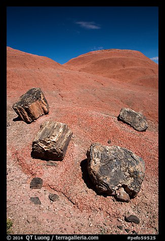 Petrified wood on red badlands,. Petrified Forest National Park (color)