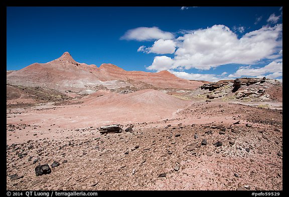 Badlands and petrified wood, Black Forest Wilderness. Petrified Forest National Park (color)