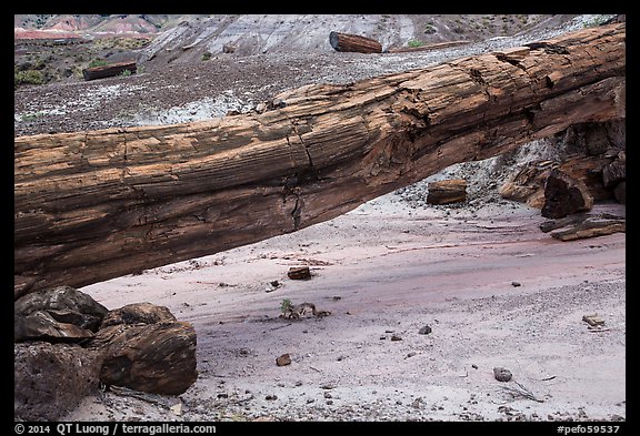 Natural bridge formed by petrified log. Petrified Forest National Park (color)