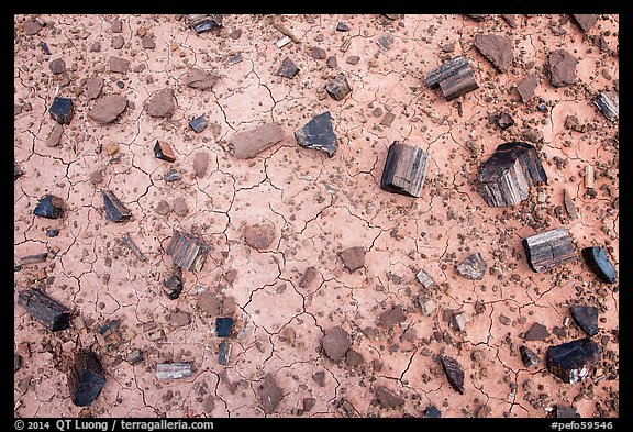 Ground view with black petrified wood. Petrified Forest National Park, Arizona, USA.