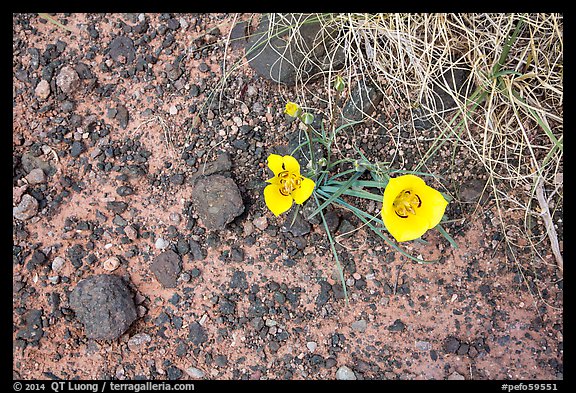 Ground view with wildflowers and black rock. Petrified Forest National Park, Arizona, USA.