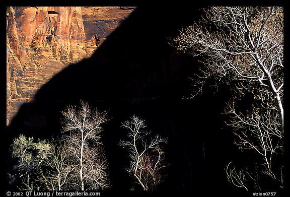 Bare cottonwoods and shadows in Zion Canyon. Zion National Park (color)
