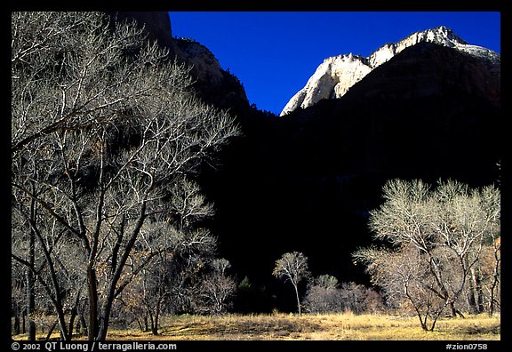 Bare cottonwoods and shadows near Zion Lodge. Zion National Park (color)