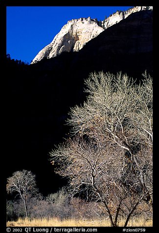 Bare cottonwoods and shadows near Zion Lodge. Zion National Park, Utah, USA.