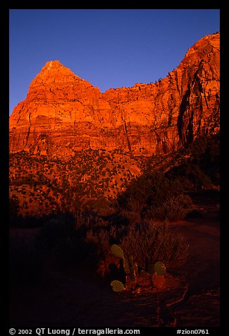 Cactus and Watchman at sunset. Zion National Park (color)