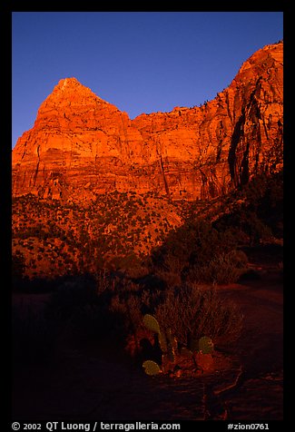 Cactus and Watchman at sunset. Zion National Park, Utah, USA.