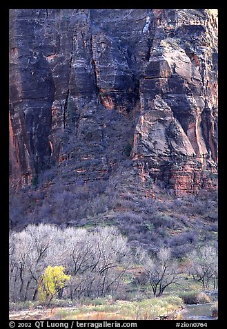 Trees Canyon walls near Angel's landing. Zion National Park, Utah, USA.