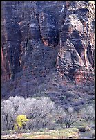 Trees Canyon walls near Angel's landing. Zion National Park, Utah, USA. (color)