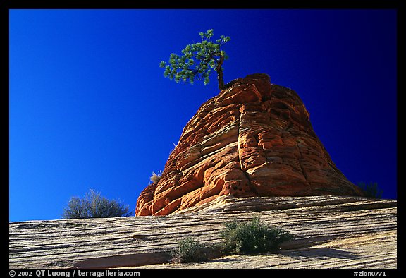 Lone pine on sandstone swirl, Mesa area. Zion National Park, Utah, USA.