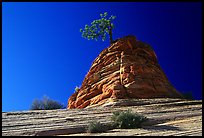 Lone pine on sandstone swirl, Mesa area. Zion National Park, Utah, USA. (color)