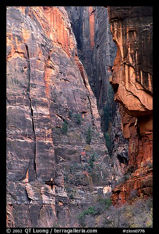 Canyon walls near Angel's landing. Zion National Park, Utah, USA.