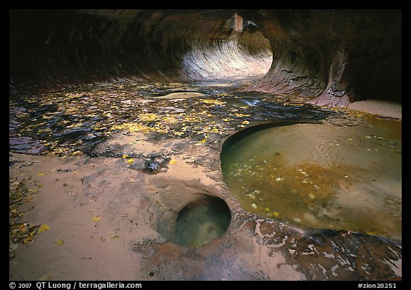 Pools and fallen leaves, the Subway. Zion National Park (color)