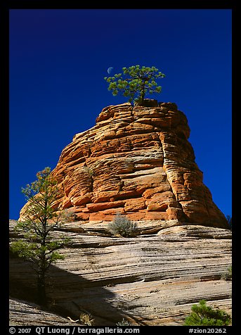 Moon and pine on red sandstone, Zion Plateau. Zion National Park, Utah, USA.
