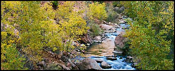 Trees in fall colors on the banks of the Virgin River. Zion National Park (Panoramic color)