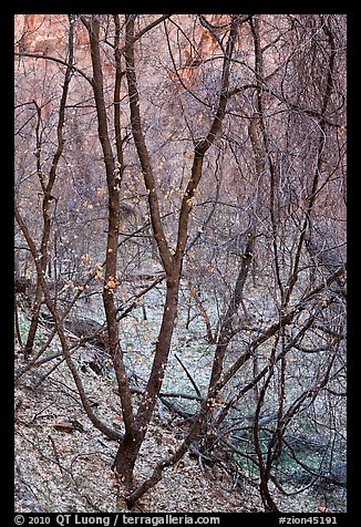 Bare tree tangle with a few leaves, Zion Canyon. Zion National Park, Utah, USA.