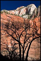 Bare trees and multicolored cliffs. Zion National Park, Utah, USA. (color)
