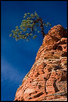 Tree growing out of twisted sandstone, Zion Plateau. Zion National Park, Utah, USA. (color)