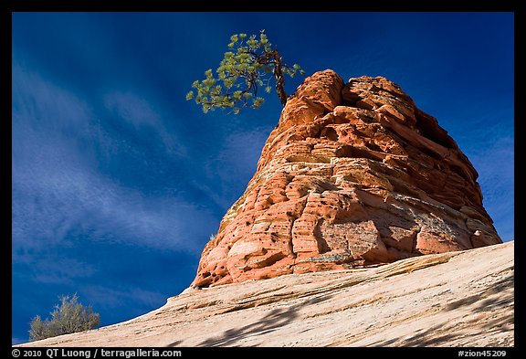 Twisted sandstone formation topped by tree. Zion National Park, Utah, USA.