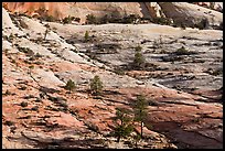 Trees growing out of sandstone slabs, Zion Plateau. Zion National Park, Utah, USA. (color)