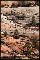 Pine trees and sandstone slabs, Zion Plateau. Zion National Park, Utah, USA.