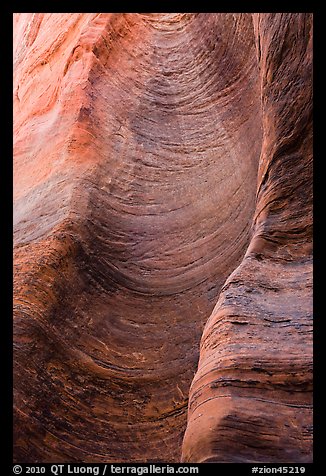 Detail of sandstone wall carved by flash floods. Zion National Park, Utah, USA.