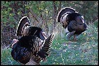 Wild Turkeys. Zion National Park, Utah, USA.