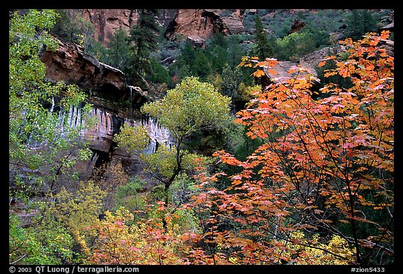 Cliff, waterfall, and trees in fall colors, near the first Emerald Pool. Zion National Park, Utah, USA.