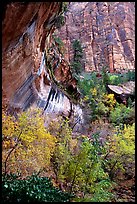 Rock wall and trees in fall colors, near the first Emerald Pool. Zion National Park, Utah, USA. (color)