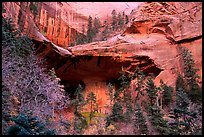 [open edition] Double Arch Alcove, Middle Fork of Taylor Creek. Zion National Park, Utah, USA.