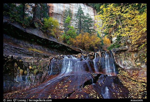 Cascade and tree in autumn foliage, Left Fork of the North Creek. Zion National Park (color)