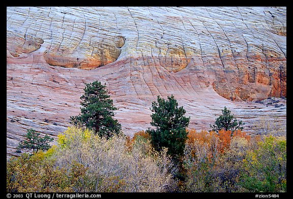 Trees and Checkerboard patterns, Mesa area. Zion National Park, Utah, USA.