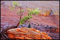 Pine tree and checkerboard patterns, Zion Plateau. Zion National Park, Utah, USA. (color)