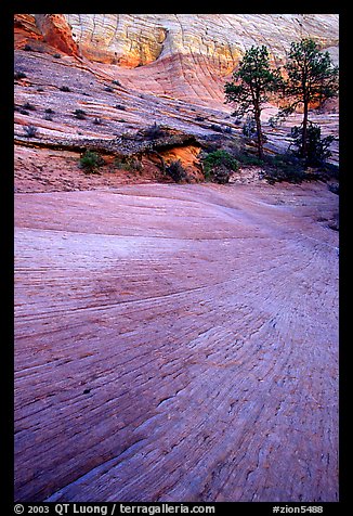 Sandstone striations, Zion Plateau. Zion National Park, Utah, USA.