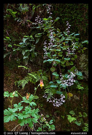 Wildflowers on Hidden Canyon wall. Zion National Park (color)