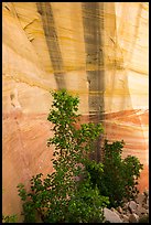 Trees and wall with desert varnish, Mystery Canyon. Zion National Park ( color)