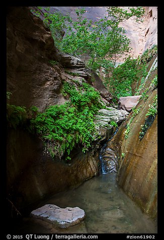 Stream, ferns, and canyon walls, Mystery Canyon. Zion National Park (color)