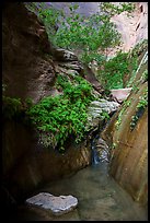 Stream, ferns, and canyon walls, Mystery Canyon. Zion National Park ( color)