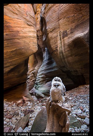 Juvenile owls in sculpted canyon chamber, Pine Creek Canyon. Zion National Park (color)