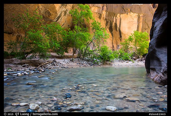 Virgin River and trees in early summer. Zion National Park (color)