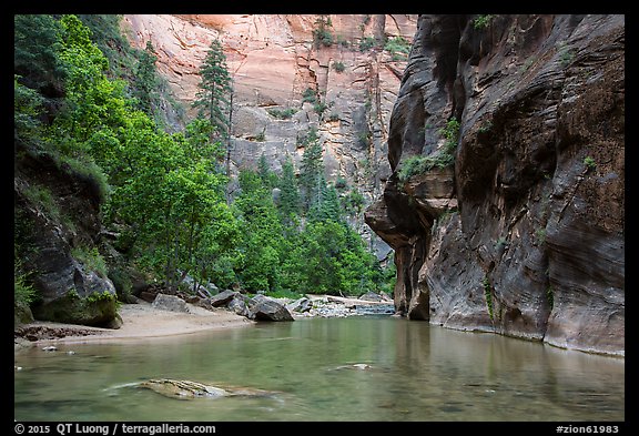 Wide portion of the Narrows with pocket of forest. Zion National Park (color)