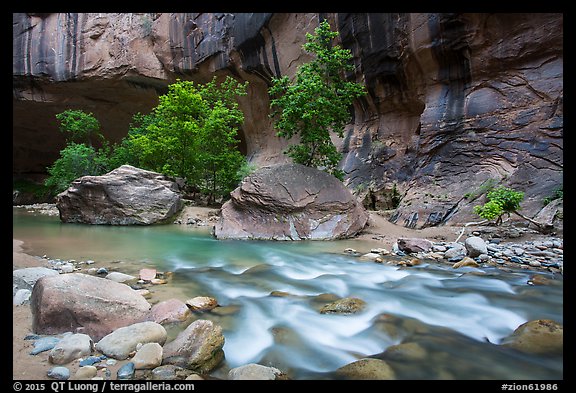 Trees in early summer and alcove, the Narrows. Zion National Park (color)