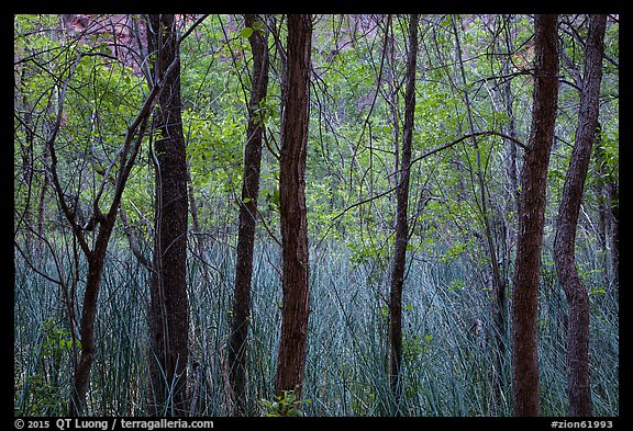 Trees and swamp. Zion National Park (color)