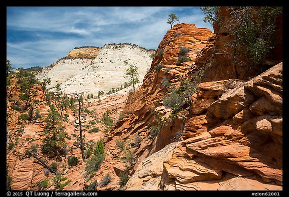 Slickrock landscape, East Zion. Zion National Park (color)