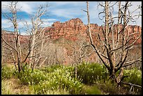Wildflowers, burned trees, and cliffs, Grapevine. Zion National Park ( color)